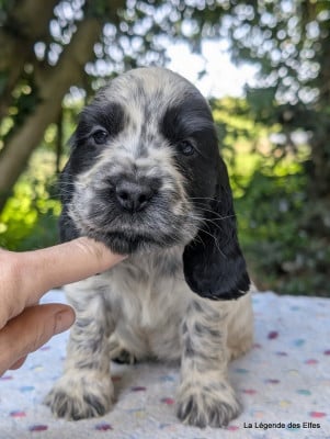 Les chiots de Cocker Spaniel Anglais