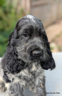 Les chiots de Cocker Spaniel Anglais