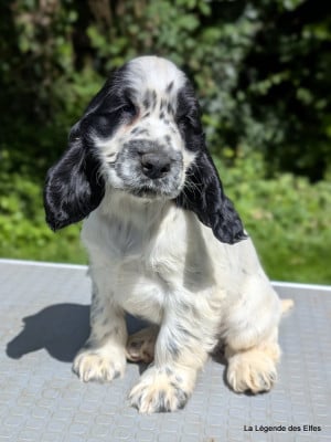 Les chiots de Cocker Spaniel Anglais