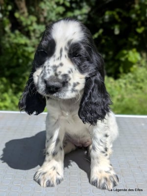 Les chiots de Cocker Spaniel Anglais