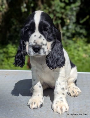Les chiots de Cocker Spaniel Anglais