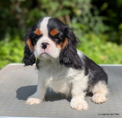 Les chiots de Cavalier King Charles Spaniel