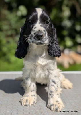 Les chiots de Cocker Spaniel Anglais