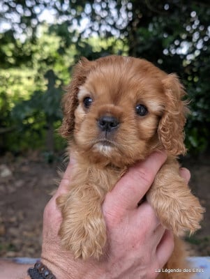 Les chiots de Cavalier King Charles Spaniel