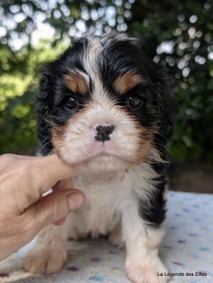 Les chiots de Cavalier King Charles Spaniel