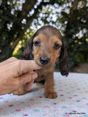 Les chiots de Teckel poil long