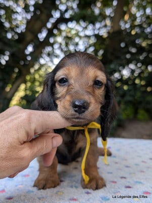 Les chiots de Teckel poil long