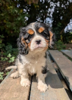 Les chiots de Cavalier King Charles Spaniel