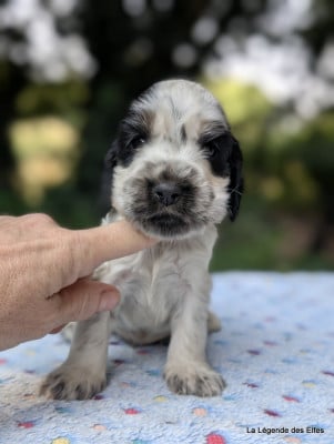 Les chiots de Cocker Spaniel Anglais