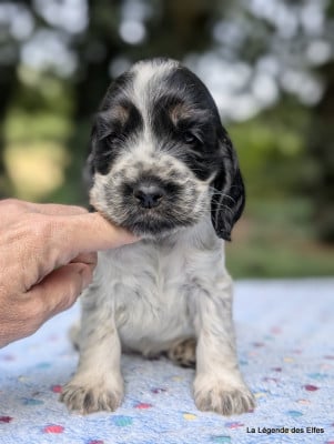 Les chiots de Cocker Spaniel Anglais