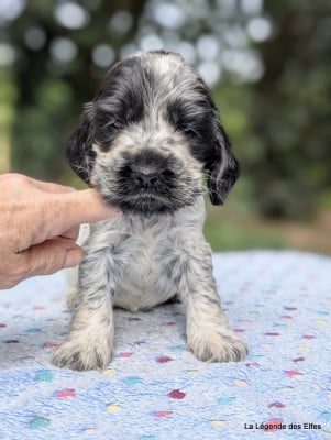 Les chiots de Cocker Spaniel Anglais