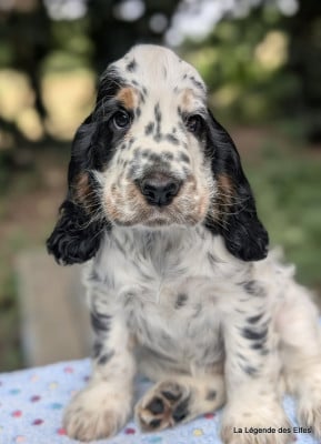 Cocker Spaniel Anglais