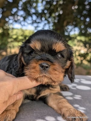 Les chiots de Cavalier King Charles Spaniel