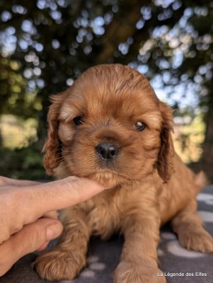 Les chiots de Cavalier King Charles Spaniel