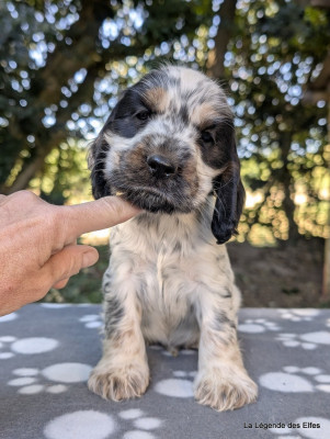 Les chiots de Cocker Spaniel Anglais