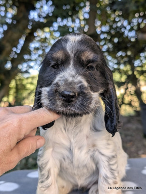 Les chiots de Cocker Spaniel Anglais