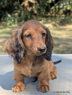 Les chiots de Teckel poil long