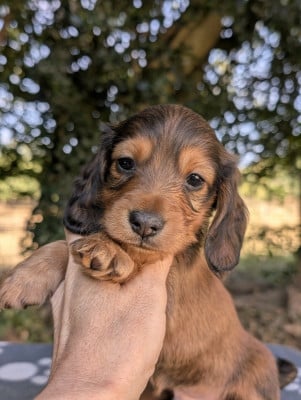 Les chiots de Teckel poil long