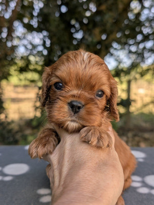 Les chiots de Cavalier King Charles Spaniel
