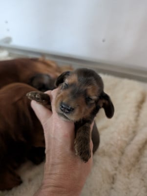 Les chiots de Teckel poil long