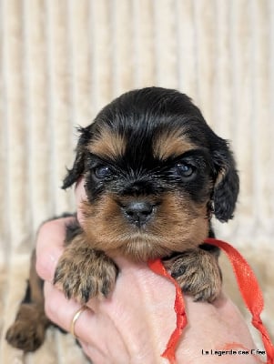 Les chiots de Cavalier King Charles Spaniel