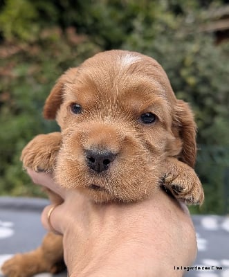 Les chiots de Cocker Spaniel Anglais