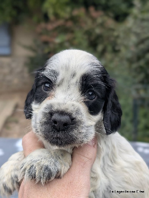 Les chiots de Cocker Spaniel Anglais