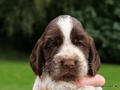 Les chiots de Cocker Spaniel Anglais