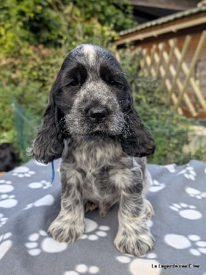 Les chiots de Cocker Spaniel Anglais