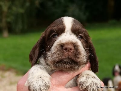 Les chiots de Cocker Spaniel Anglais