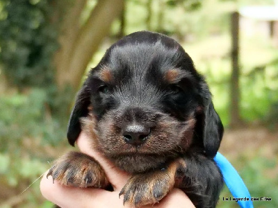 Les chiots de Teckel poil long
