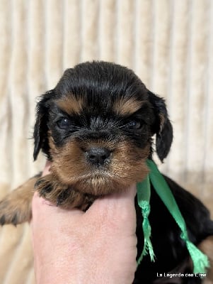 Les chiots de Cavalier King Charles Spaniel