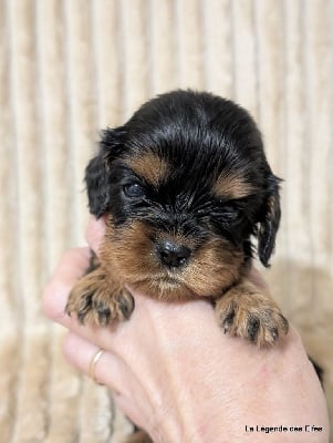 Les chiots de Cavalier King Charles Spaniel