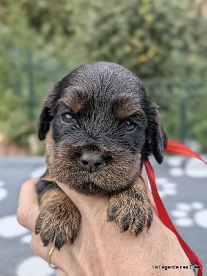 Les chiots de Cocker Spaniel Anglais