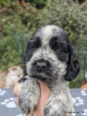 Les chiots de Cocker Spaniel Anglais