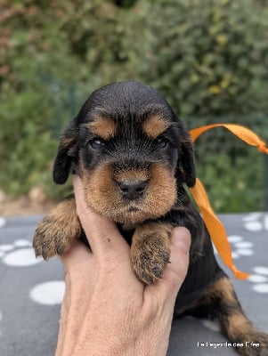 Les chiots de Cocker Spaniel Anglais