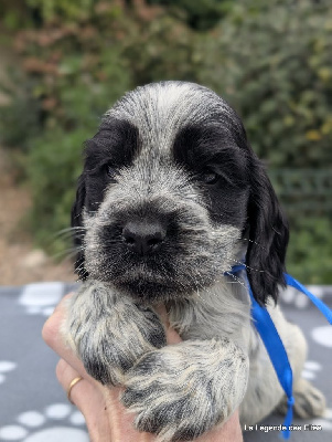 Les chiots de Cocker Spaniel Anglais