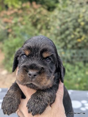 Les chiots de Cocker Spaniel Anglais