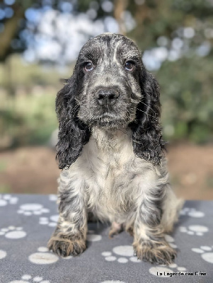 Les chiots de Cocker Spaniel Anglais