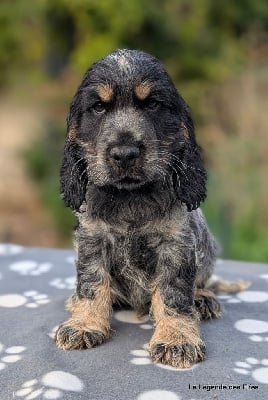 Les chiots de Cocker Spaniel Anglais