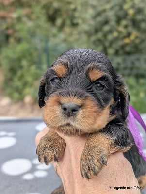 Les chiots de Cocker Spaniel Anglais