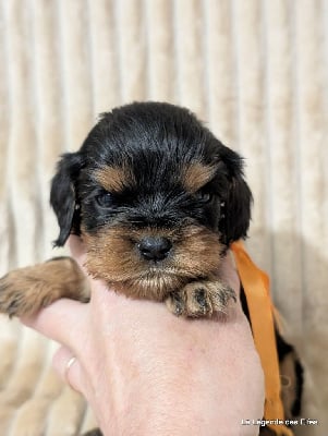 Les chiots de Cavalier King Charles Spaniel