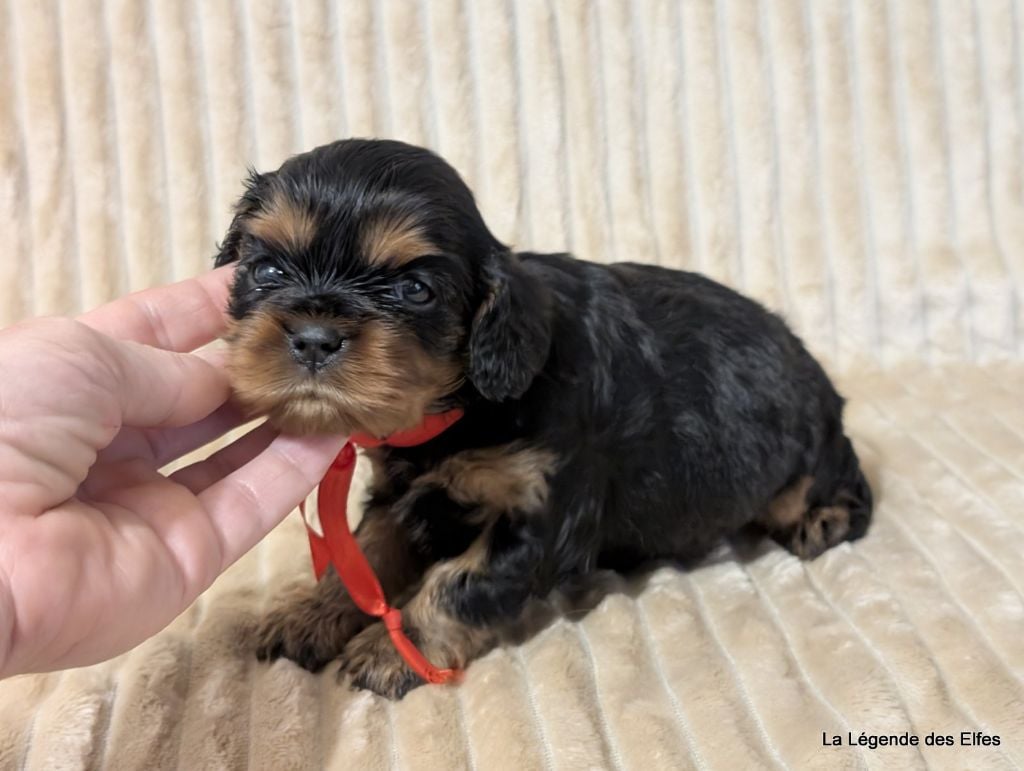 A---de la Légende des Elfes