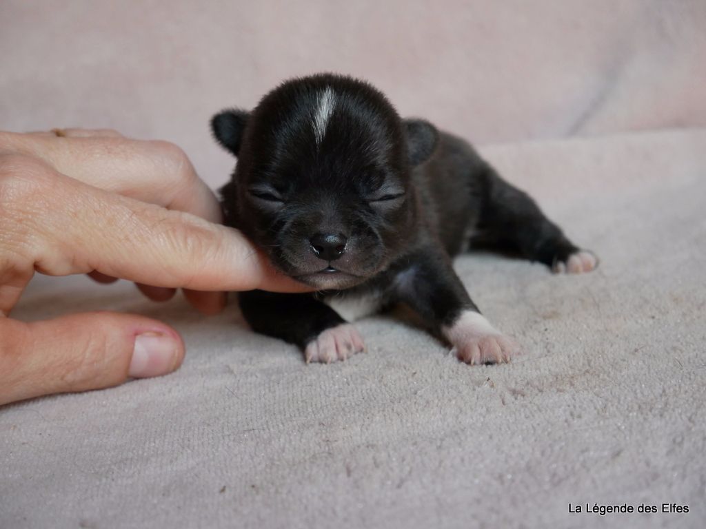 S---de la Légende des Elfes - Chihuahua