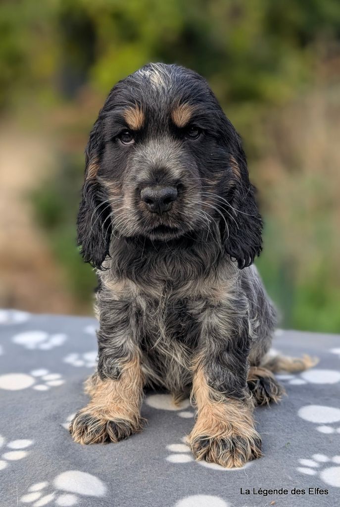 Cocker Spaniel Anglais - de la légende des elfes