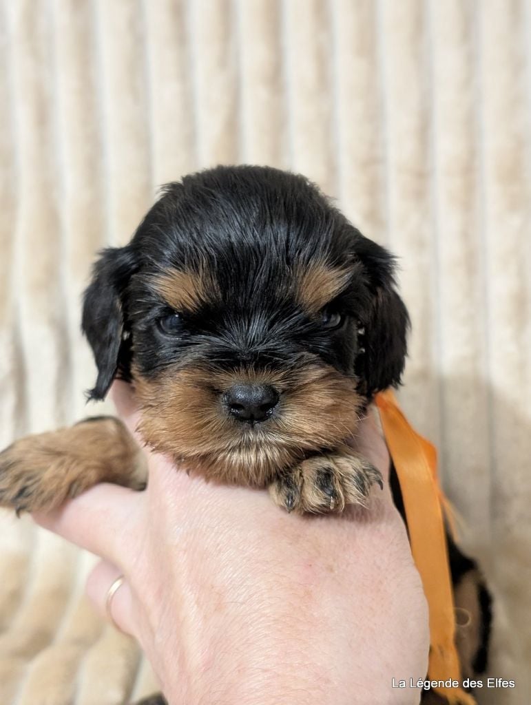 A---de la Légende des Elfes