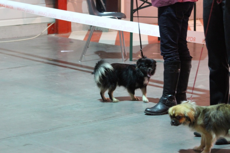 He-chen-brdal-ba de de la légende des elfes - 3 eme Excellent classe jeune