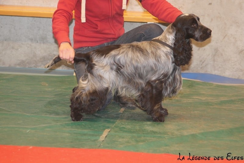 Gessa d'Aran Starcraft - 1er Excellent classe ouverte