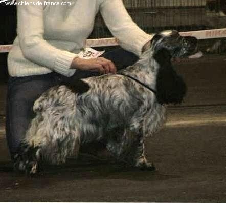 Victoria Du castel de beauregard - 2e EXCELLENT