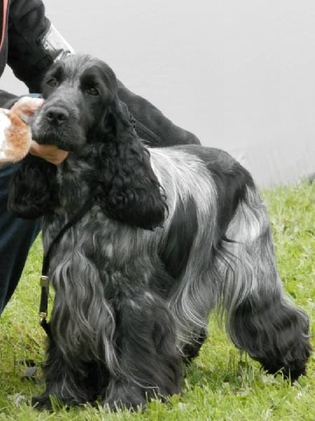 Gessa d'Aran Starcraft - 4eme Excellent